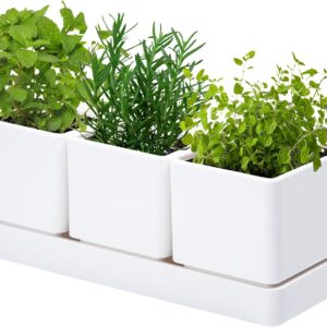 D'vine Dev Herb Garden Planter Set - White, 3-Piece Set